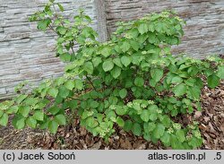 Viburnum dilatatum Michael Dodge