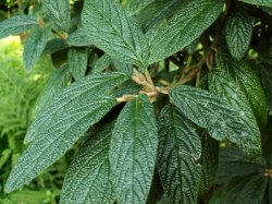 Viburnum rhytidophyllum