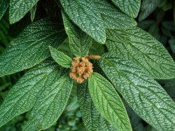 Viburnum rhytidophyllum