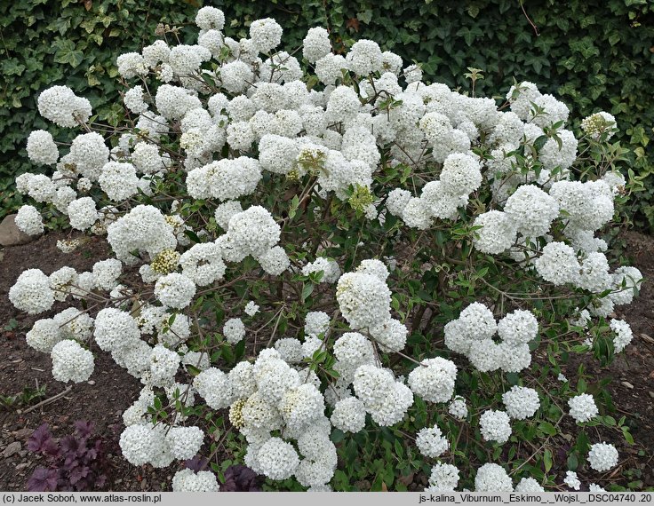 Viburnum Eskimo