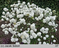 Viburnum Eskimo