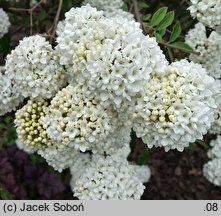 Viburnum Eskimo