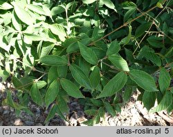 Viburnum erosum (kalina bukowa)