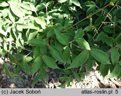 Viburnum erosum (kalina wygryziona)