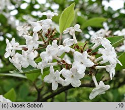 Viburnum carlesii Juddii