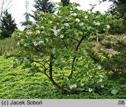 Viburnum carlesii Juddii