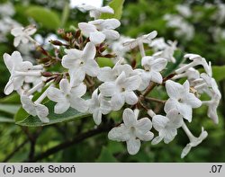 Viburnum carlesii Juddii