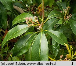 Kalmia latifolia (kalmia szerokolista)