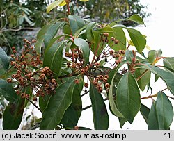 Kalmia latifolia (kalmia szerokolista)