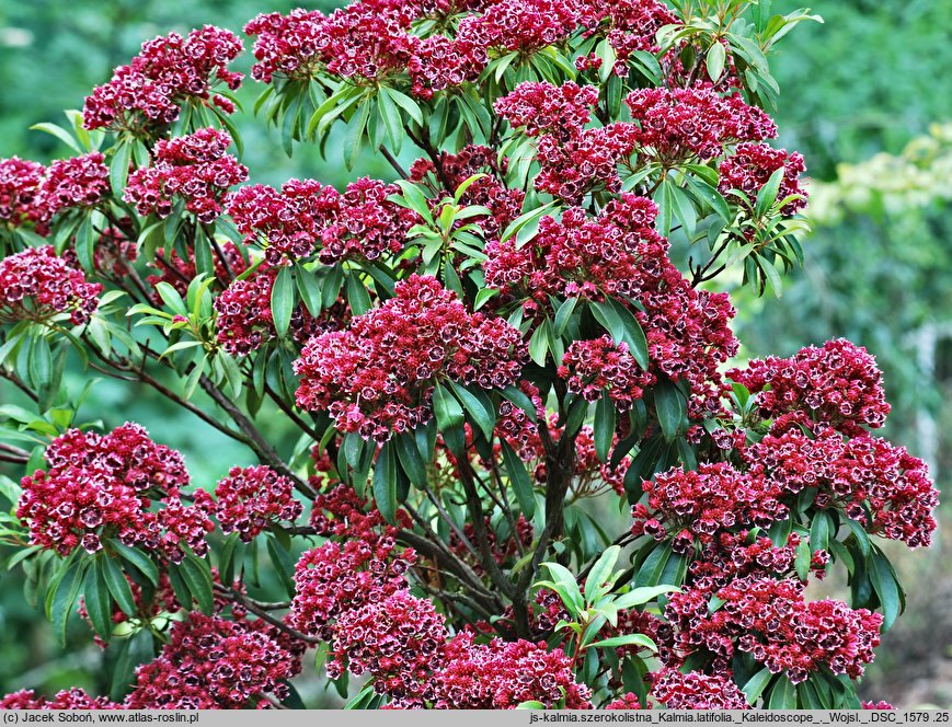 Kalmia latifolia Kaleidoskop