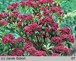 Kalmia latifolia Kaleidoskop