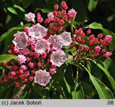 Kalmia latifolia (kalmia szerokolista)