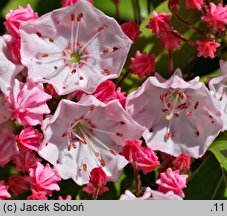 Kalmia latifolia (kalmia szerokolista)