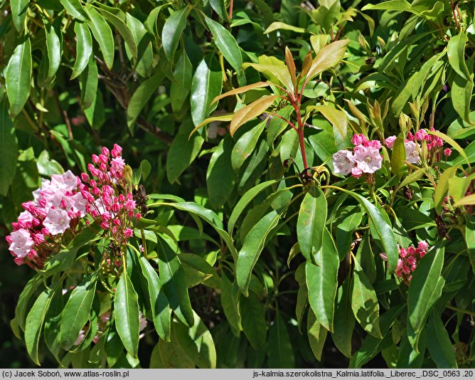 Kalmia latifolia (kalmia szerokolista)