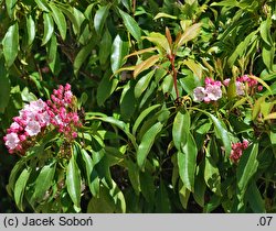 Kalmia latifolia (kalmia szerokolista)