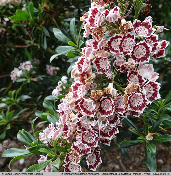 Kalmia latifolia Minuet