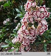 Kalmia latifolia Minuet