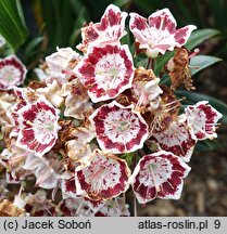 Kalmia latifolia Minuet