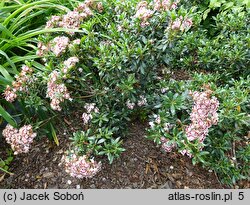 Kalmia latifolia Minuet