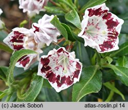 Kalmia latifolia Minuet