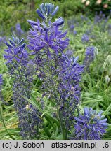 Camassia quamash Blue Melody