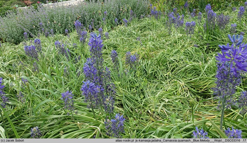 Camassia quamash Blue Melody
