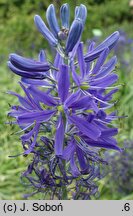 Camassia quamash Blue Melody