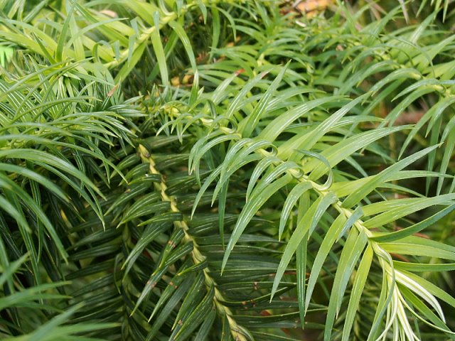 Cunninghamia lanceolata