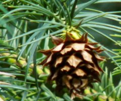 Cunninghamia lanceolata