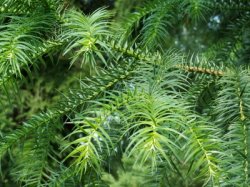 Cunninghamia lanceolata