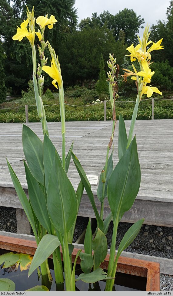 Canna glauca (kanna wodna)