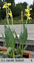 Canna glauca (kanna wodna)