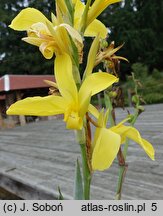 Canna glauca (kanna wodna)