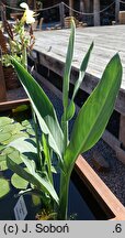 Canna glauca (kanna wodna)