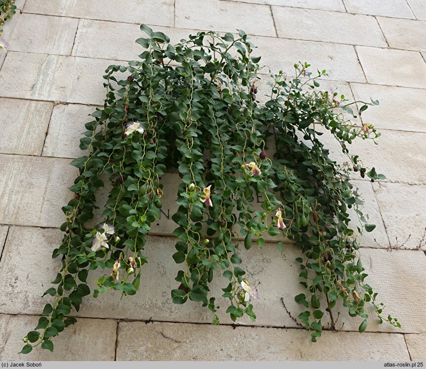 Capparis spinosa (kapary cierniste)