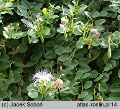 Capparis spinosa (kapary cierniste)