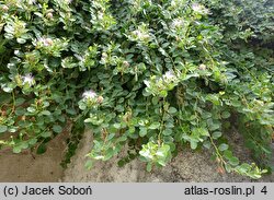 Capparis spinosa (kapary cierniste)