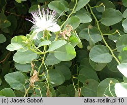 Capparis spinosa (kapary cierniste)