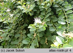 Capparis spinosa (kapary cierniste)