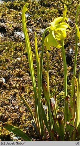 Sarracenia flava (kapturnica żółta)