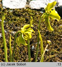 Sarracenia flava (kapturnica żółta)