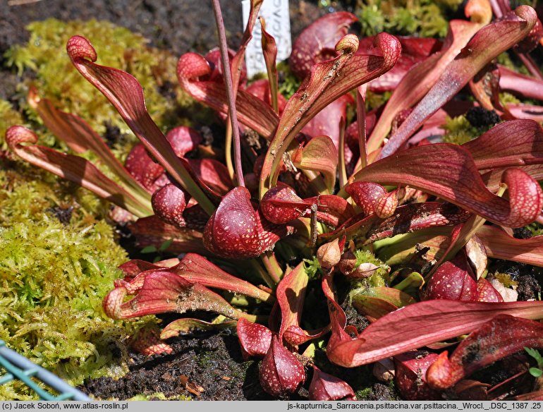 Sarracenia psittacina var. psittacina (kapturnica papuzia)