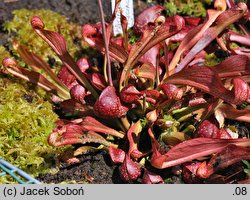 Sarracenia psittacina var. psittacina (kapturnica papuzia)