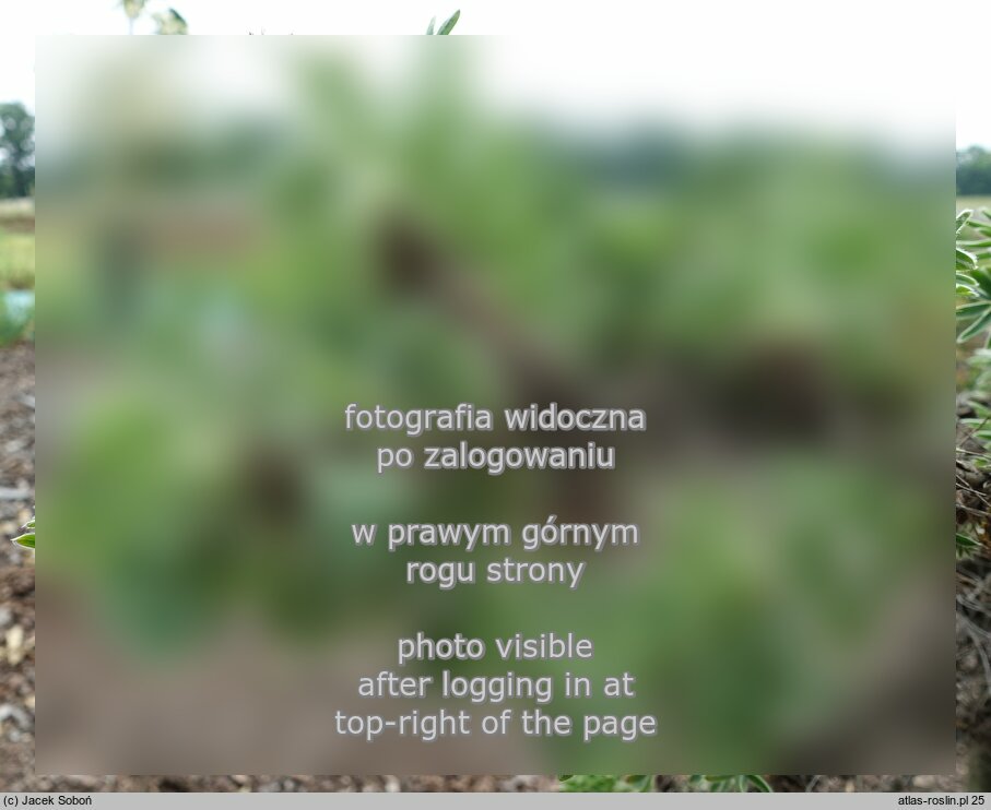 Caragana jubata (karagana grzywiasta)