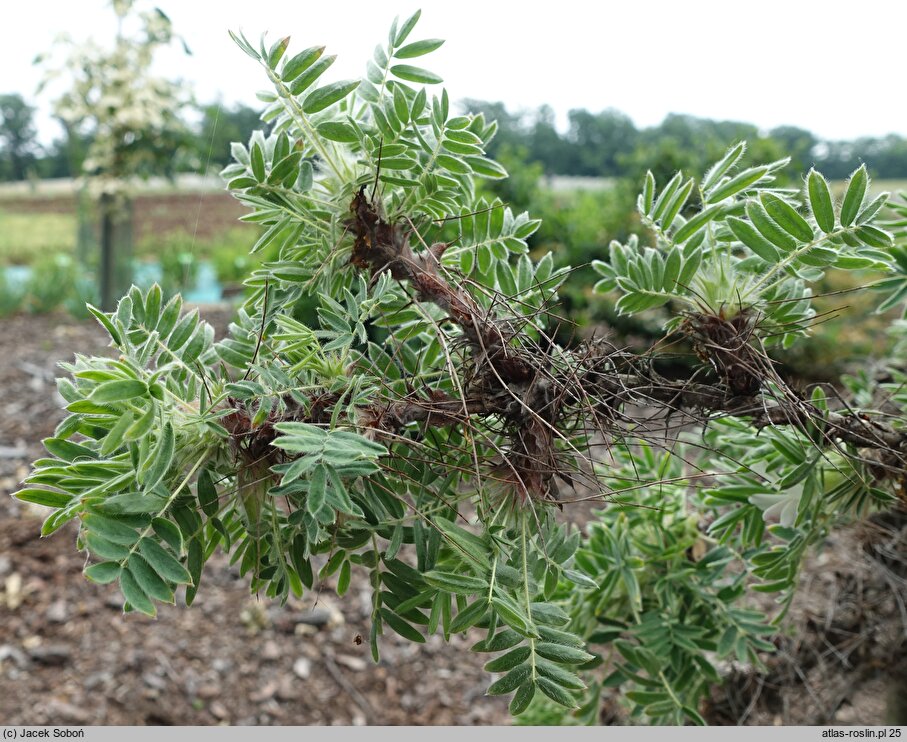 Caragana jubata (karagana grzywiasta)