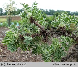 Caragana jubata (karagana grzywiasta)