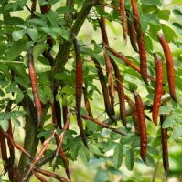 Caragana arborescens