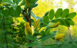 Caragana arborescens (karagana syberyjska)