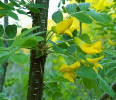 Caragana arborescens (karagana syberyjska)