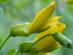 Caragana arborescens (karagana syberyjska)